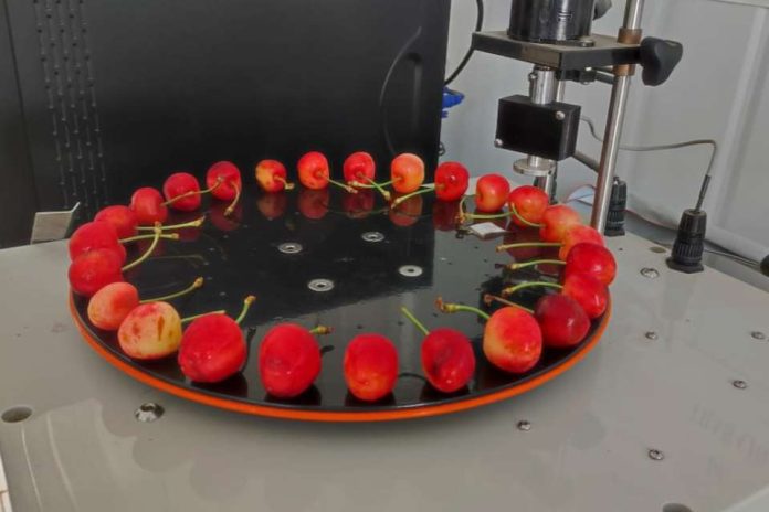 Investigadores de Agronomía UdeC comienzan evaluación de las primeras cosechas de cerezas Corazón de Paloma de Quillón
