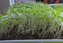 Jóvenes de O´Higgins desarrollan tres nuevas especies de microgreens para impulsar la industria