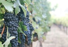 Lo que deben saber los pequeños agricultores sobre el seguro agropecuario con seguro estatal