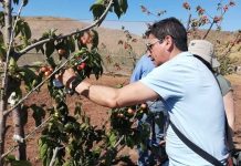 Mejoramiento genético de cerezos adaptados