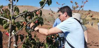 Mejoramiento genético de cerezos adaptados