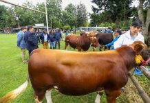 Ministro Valenzuela destaca en Exposofo trabajo de los agricultores de La Araucanía