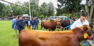 Ministro Valenzuela destaca en Exposofo trabajo de los agricultores de La Araucanía