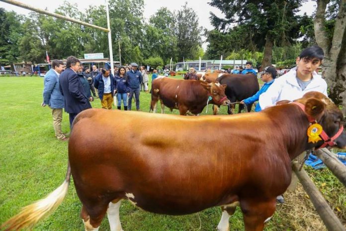Ministro Valenzuela destaca en Exposofo trabajo de los agricultores de La Araucanía