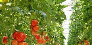 Paro de camioneros pone en alerta máxima a productores agrícolas por deterioro de hortalizas para el abastecimiento interno