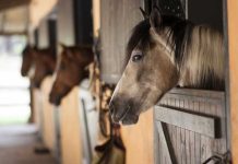 Por primera vez en Chile se detecta enfermedad venerea en caballos reproductores
