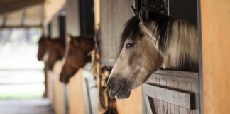 Por primera vez en Chile se detecta enfermedad venerea en caballos reproductores