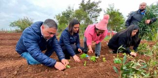 Proyecto INIA en Cañete incrementa actividades agrícolas junto a instituciones locales