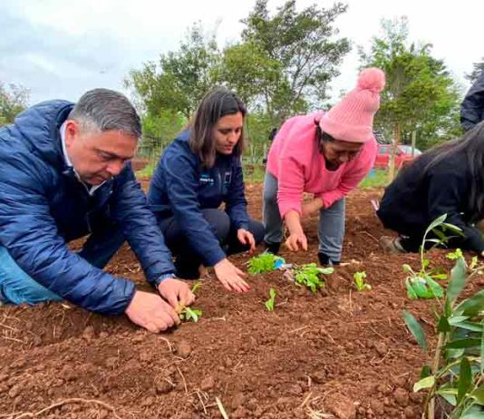 Proyecto INIA en Cañete incrementa actividades agrícolas junto a instituciones locales