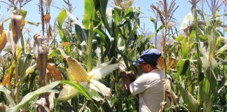 Revelan claves genéticas para la conservación de variedades locales de maíz en Chile