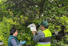 SAG Aysén inició instalación de trampas para monitorear plagas frutales