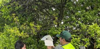 SAG Aysén inició instalación de trampas para monitorear plagas frutales