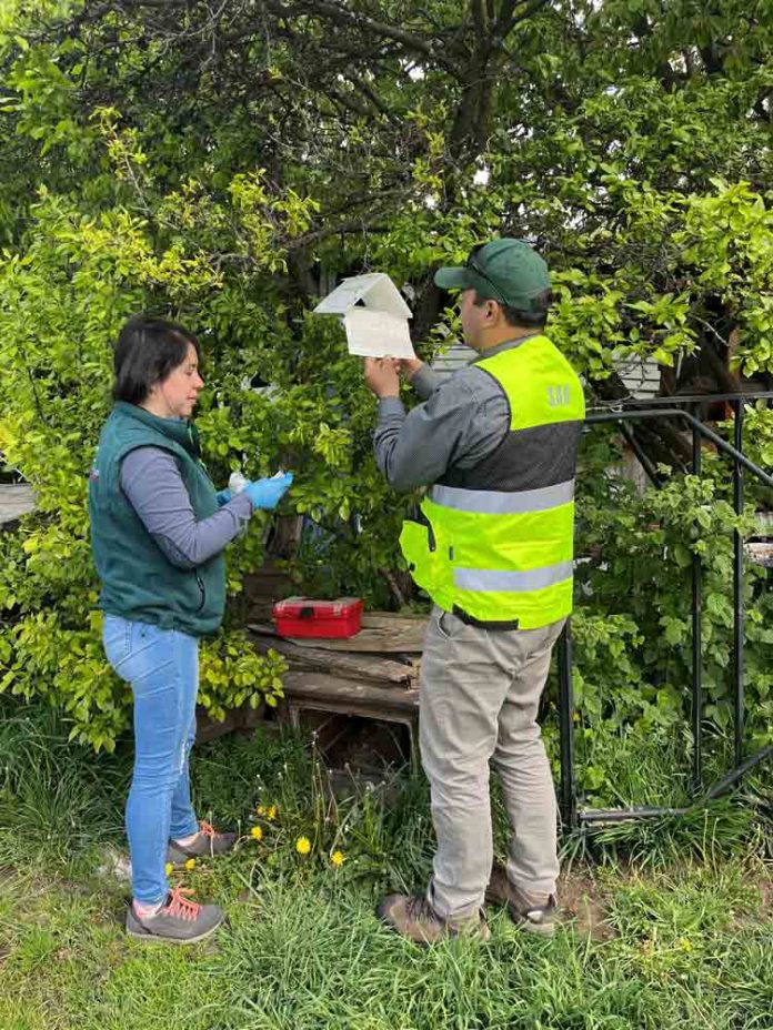 SAG Aysén inició instalación de trampas para monitorear plagas frutales