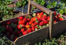 SAG autoriza más de 7 millones de plantas libres de nematodo de las frutillas llegando a los 12 millones disponibles 