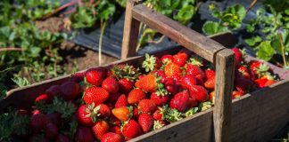 SAG autoriza más de 7 millones de plantas libres de nematodo de las frutillas llegando a los 12 millones disponibles 