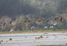 SAG realiza vigilancia de aves migratorias en Biobío
