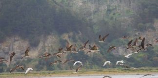 SAG realiza vigilancia de aves migratorias en Biobío
