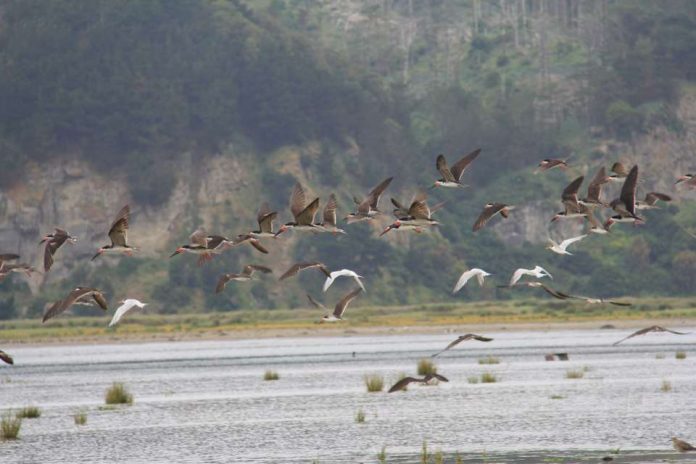 SAG realiza vigilancia de aves migratorias en Biobío