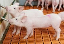 Sostenibilidad El compromiso de las empresas del sector porcino de cara a lograr un impacto climático neutro en 2050