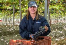 Temporada 2022-23 Más del 50% de las exportaciones de uvas de mesa de Chile serán de variedades nuevas