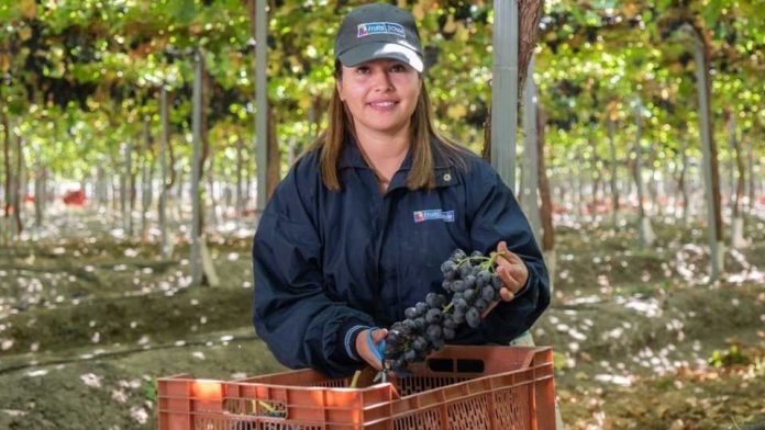 Temporada 2022-23 Más del 50% de las exportaciones de uvas de mesa de Chile serán de variedades nuevas