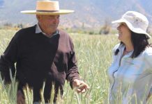 Triticale, las bondades de un cereal viable para el Valle del Aconcagua
