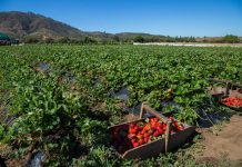 Ministerio de Agricultura reafirma su compromiso en apoyo de los productores de frutilla afectados por nematodo de la frutilla