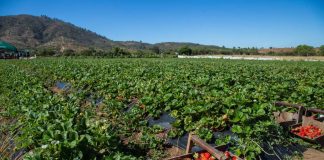 Ministerio de Agricultura reafirma su compromiso en apoyo de los productores de frutilla afectados por nematodo de la frutilla