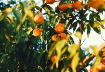 5 claves a considerar para la economía agrícola durante 2023