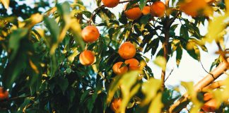 5 claves a considerar para la economía agrícola durante 2023
