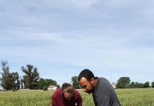 Agronomía UdeC busca medir la eficiencia del uso de nitrógeno en el trigo harinero