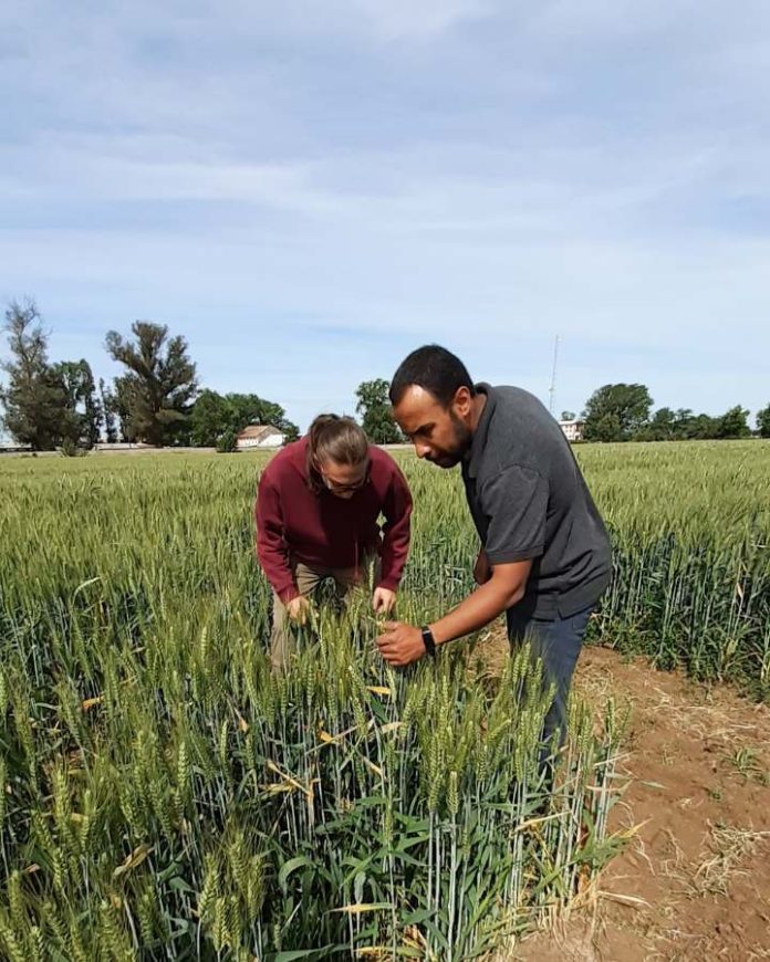 Agronomía UdeC busca medir la eficiencia del uso de nitrógeno en el trigo harinero