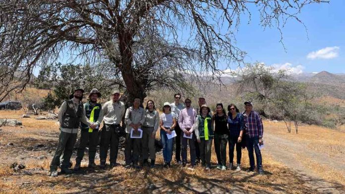CONAF y el Ministerio de Energía trabajan para descarbonizar la matriz energética