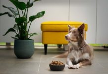 Cómo se produce la comida balanceada para perros y gatos