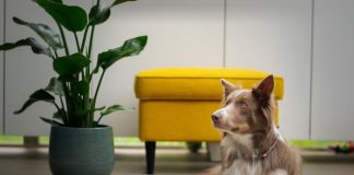 Cómo se produce la comida balanceada para perros y gatos