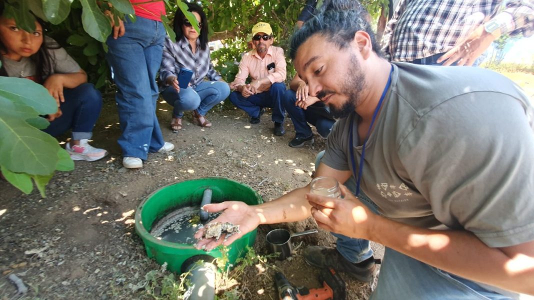 Del desagüe de la lavadora hasta los cultivos Biofiltro implementado por INIA Rayentué reutiliza aguas grises