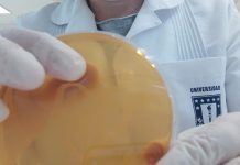 El 2023 Veterinaria UdeC comenzará el proyecto Dime tu metabolismo y te diré qué bacteria eres