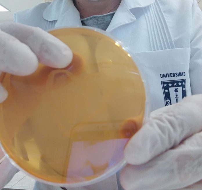 El 2023 Veterinaria UdeC comenzará el proyecto Dime tu metabolismo y te diré qué bacteria eres