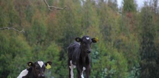 Erradicación de la brucelosis bovina en la región de Los Lagos