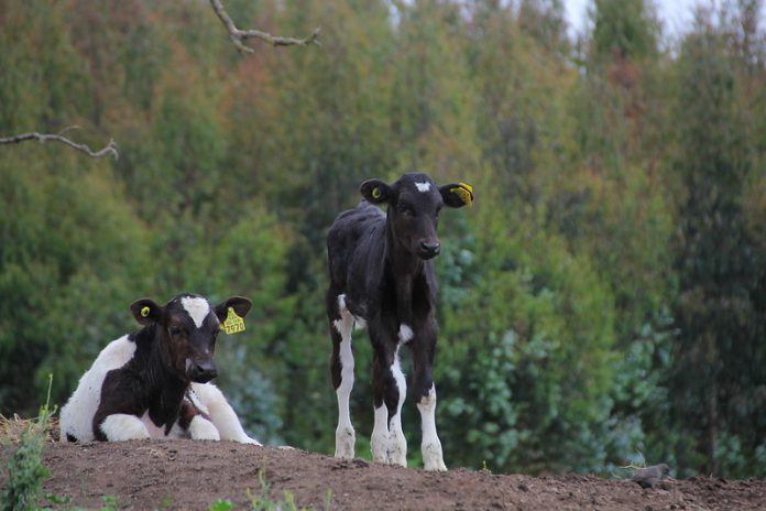 Erradicación de la brucelosis bovina en la región de Los Lagos