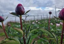 Flores con destino a Europa fueron certificadas por el SAG