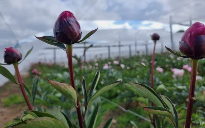 Flores con destino a Europa fueron certificadas por el SAG