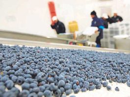 Grupo Controlador de Hortifrut aprobó el lanzamiento de una OPA por parte de PSP Investments