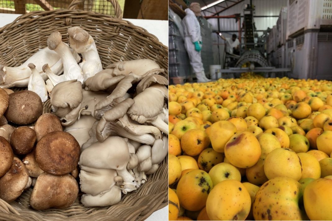 Hongos comestibles silvestres y manzanas patrimoniales son temas centrales de proyectos FIC