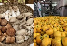 Hongos comestibles silvestres y manzanas patrimoniales son temas centrales de proyectos FIC