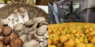 Hongos comestibles silvestres y manzanas patrimoniales son temas centrales de proyectos FIC