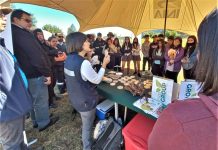 INIA desarrolló probióticos endófitos para fomentar producción agrícola sostenible
