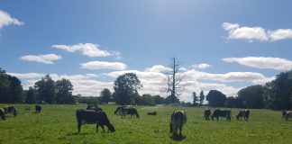 Lanzan proyecto sobre Sistema de alerta temprana y monitoreo de estrés calórico para ganado lechero