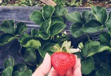Medidas preventivas y recomendaciones de manejo del Nemátodo foliar de la frutilla (1)