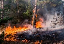 Medidas que se pueden tomar para evitar la ocurrencia de incendios forestales desde la comunidad